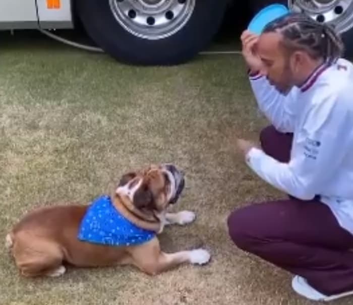 Hamilton brincando com Roscoe