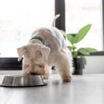 🥇 Melhores Rações para Cachorro 2025 - Comparativos, Reviews & mais