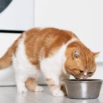 🥇 Melhores Rações para Gatos 2025 - Comparativos, Reviews & mais